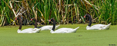 CISNE CUELLO NEGRO (Cygnus melancoryphus) - Bañados de San Miguel - ROCHA (Marzo 2017)